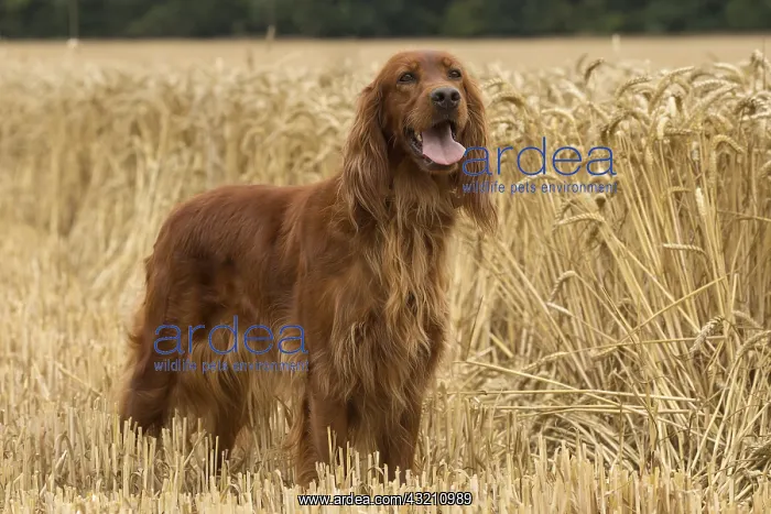  : Irish  /  Red Setter dog outdoors