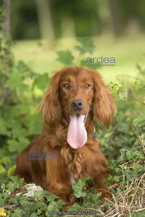  : Irish  /  Red Setter dog outdoors