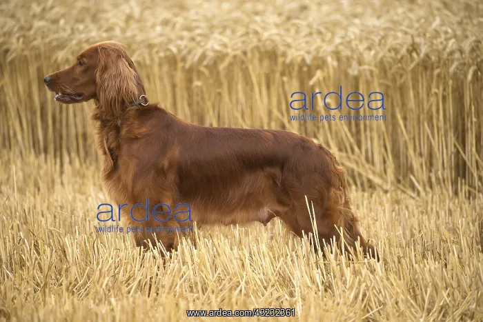  : Irish  /  Red Setter dog outdoors