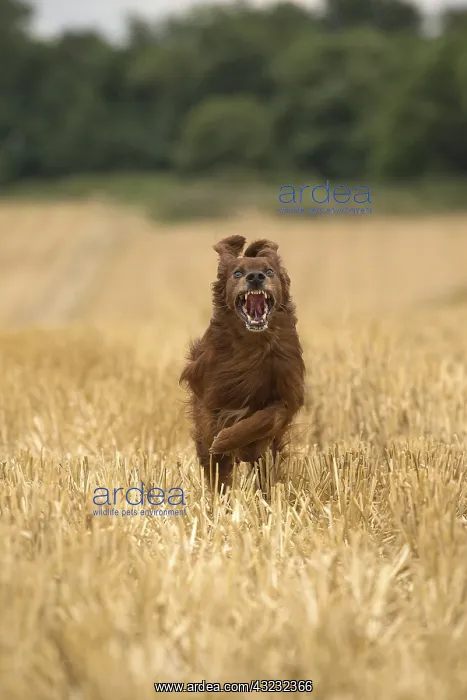 : Irish  /  Red Setter dog outdoors