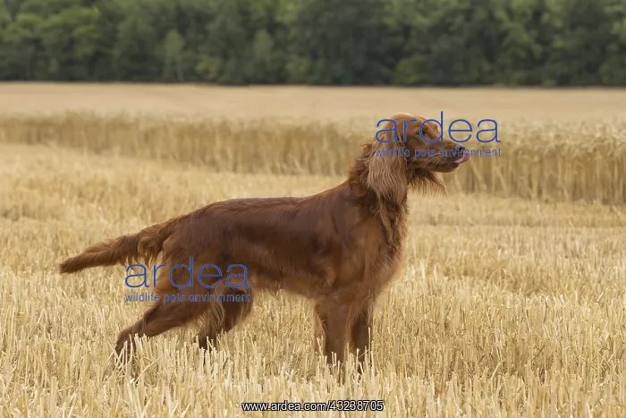  : Irish  /  Red Setter dog outdoors