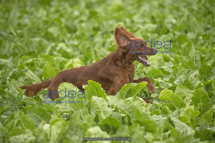  : Irish  /  Red Setter dog outdoors