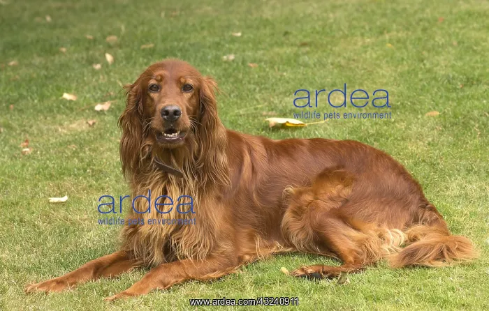  : Irish  /  Red Setter dog outdoors