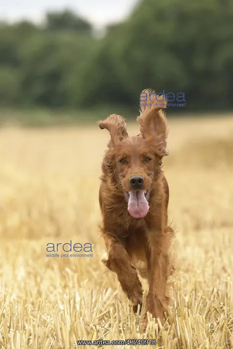  : Irish  /  Red Setter dog outdoors