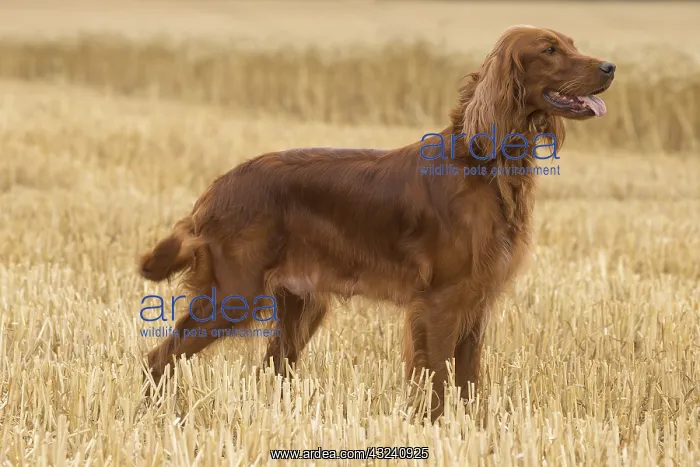  : Irish  /  Red Setter dog outdoors