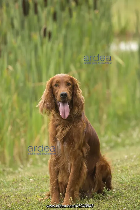  : Irish  /  Red Setter dog outdoors