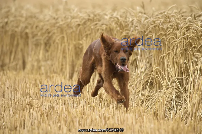  : Irish  /  Red Setter dog outdoors