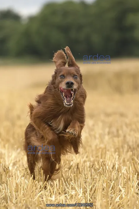  : Irish  /  Red Setter dog outdoors