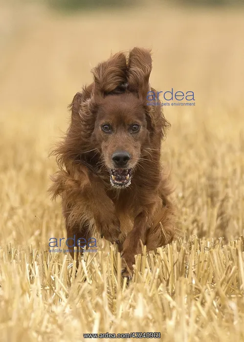  : Irish  /  Red Setter dog outdoors