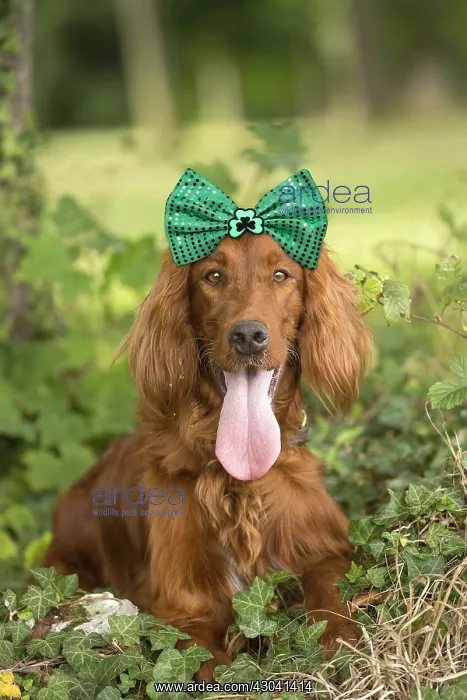  : Irish  /  Red Setter dog outdoors wearing St Patrick's