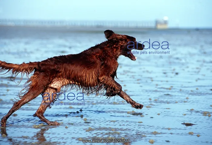 : Irish / Red SETTER DOG - running on beach : Irish / Red SETTER DOG - running on beach