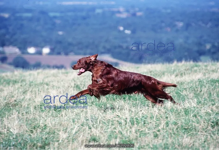 : Irish / Red SETTER DOG - running through field : Irish / Red SETTER DOG - running through field