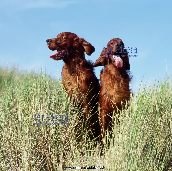  : Irish  /  Red Setter Dog - x2