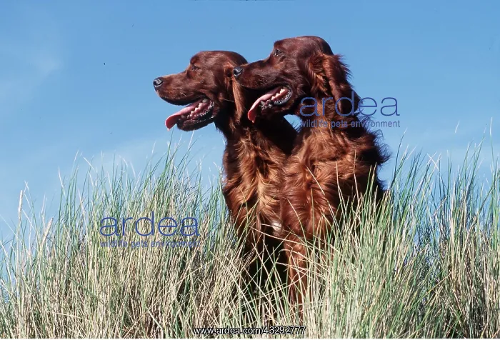 : Irish / Red SETTER DOGS - x two, side view : Irish / Red SETTER DOGS - x two, side view