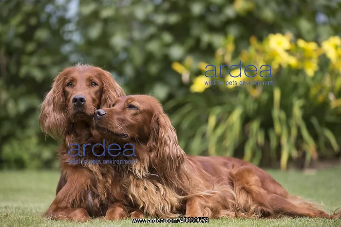 : Irish / Red Setter mother dog and puppy outdoors : Irish / Red Setter mother dog and puppy outdoors