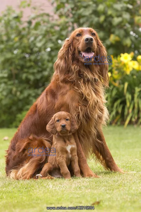: Irish / Red Setter mother dog and puppy outdoors : Irish / Red Setter mother dog and puppy outdoors