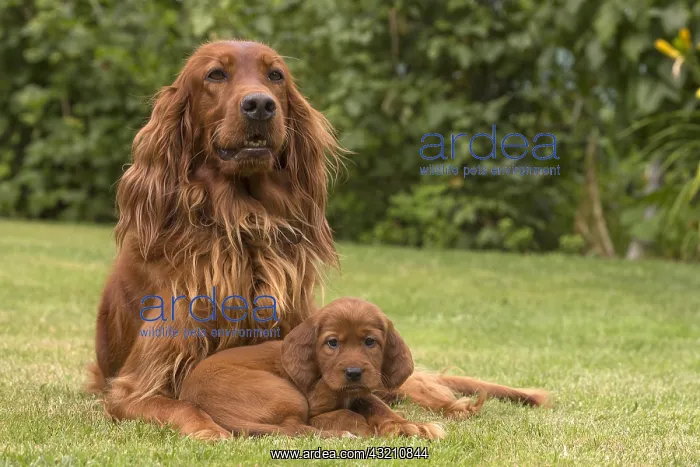 : Irish / Red Setter mother dog and puppy outdoors : Irish / Red Setter mother dog and puppy outdoors