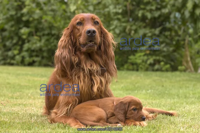 : Irish / Red Setter mother dog and puppy outdoors : Irish / Red Setter mother dog and puppy outdoors