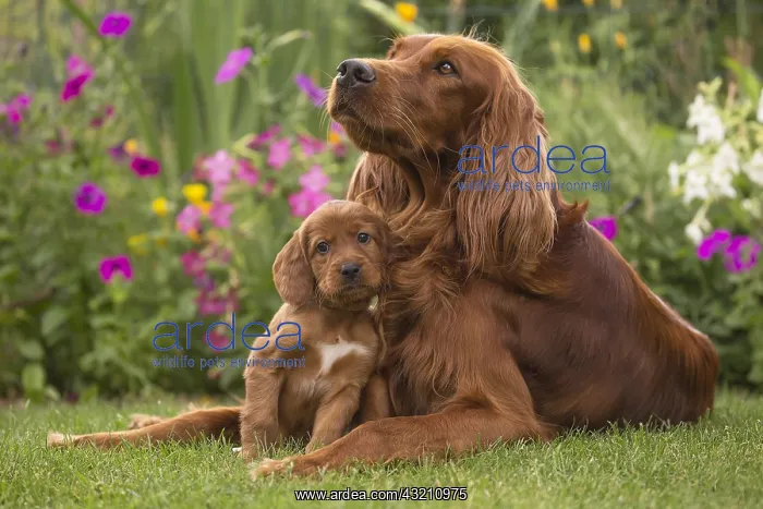 : Irish / Red Setter mother dog and puppy outdoors : Irish / Red Setter mother dog and puppy outdoors