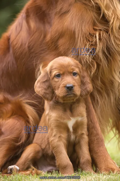 : Irish / Red Setter mother dog and puppy outdoors : Irish / Red Setter mother dog and puppy outdoors