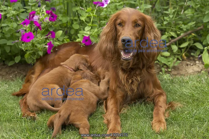 : Irish / Red Setter mother dog suckling puppies outdoors : Irish / Red Setter mother dog suckling puppies outdoors