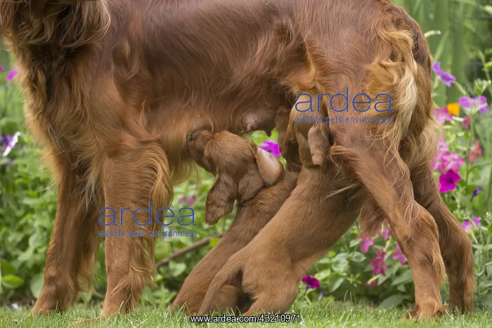 : Irish / Red Setter mother dog suckling puppies outdoors : Irish / Red Setter mother dog suckling puppies outdoors