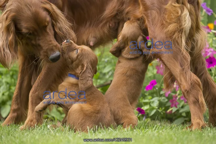 : Irish / Red Setter mother dog suckling puppies outdoors : Irish / Red Setter mother dog suckling puppies outdoors