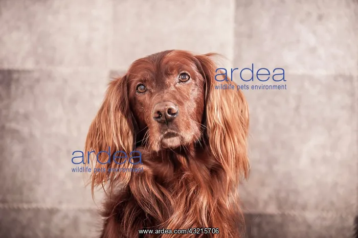 : Irish Red Setter, portrait : Irish Red Setter, portrait