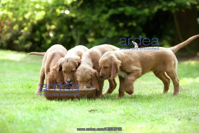  : Irish  /  Red Setter - puppies feeding from bowl