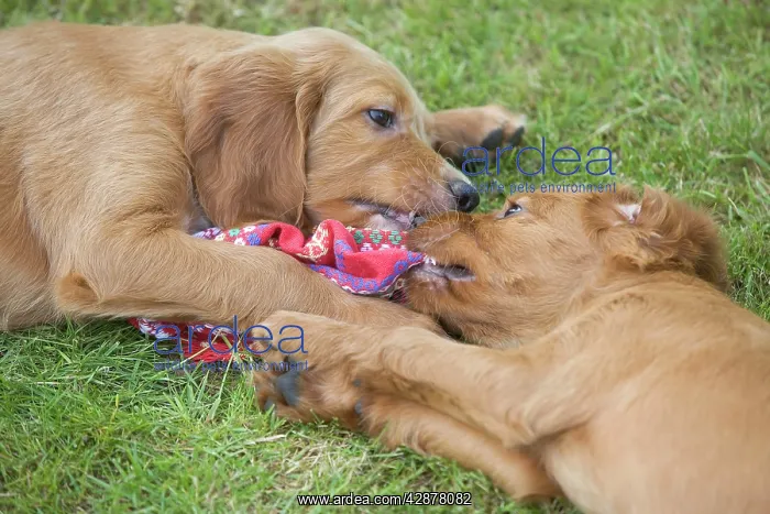 : Irish / Red Setter - puppies playing / fighting : Irish / Red Setter - puppies playing / fighting