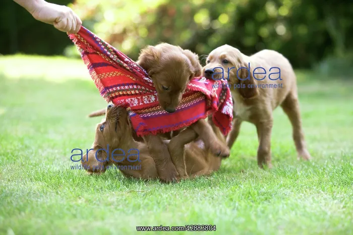 : Irish / Red Setter - puppies playing with scarf : Irish / Red Setter - puppies playing with scarf
