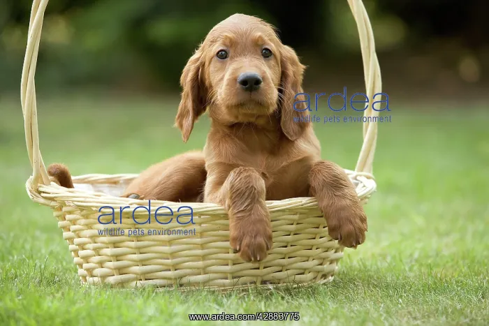  : Irish  /  Red Setter - puppy in basket