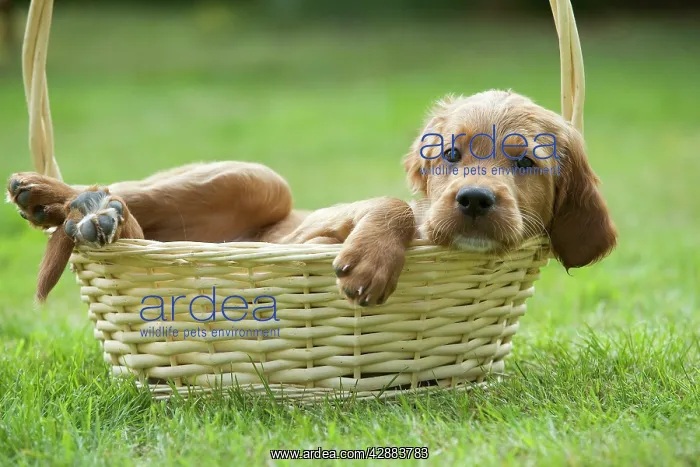 : Irish / Red Setter - puppy in basket : Irish / Red Setter - puppy in basket