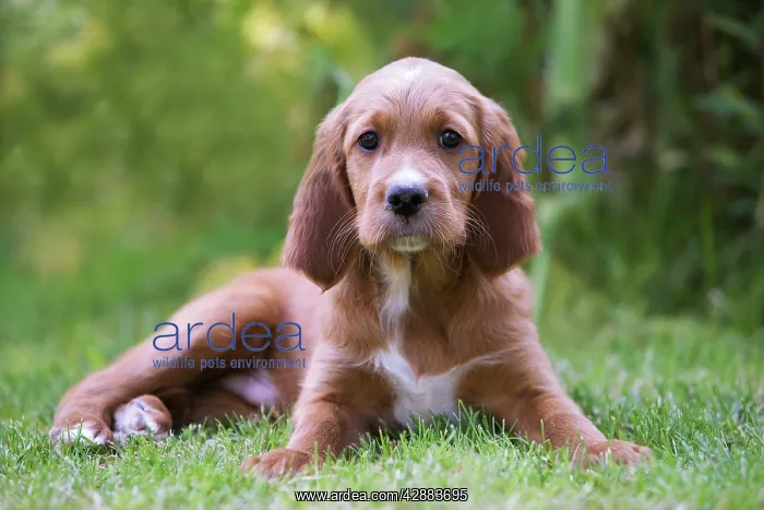  : Irish  /  Red Setter - puppy lying down