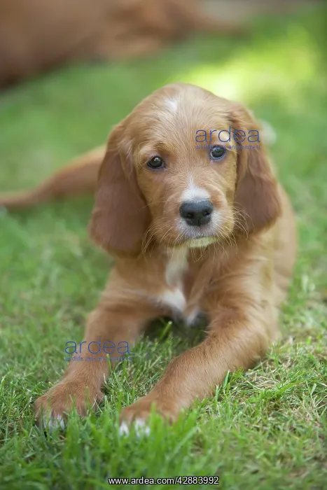  : Irish  /  Red Setter - puppy lying down