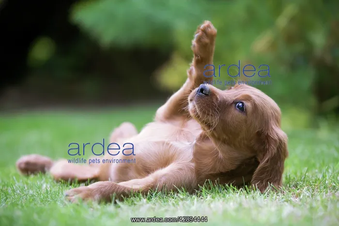 : Irish / Red Setter - puppy lying on back in garden : Irish / Red Setter - puppy lying on back in garden