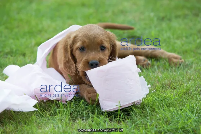: Irish / Red Setter - puppy playing with toilet roll : Irish / Red Setter - puppy playing with toilet roll