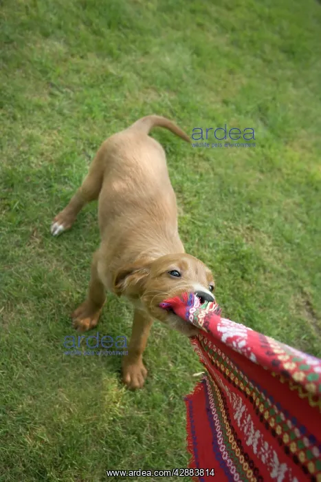 : Irish / Red Setter - puppy playing - tugging on scarf : Irish / Red Setter - puppy playing - tugging on scarf