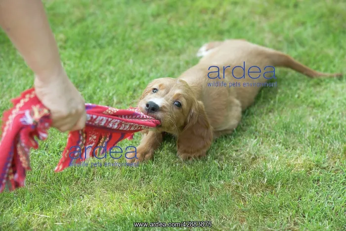  : Irish  /  Red Setter - puppy playing - tugging on scarf