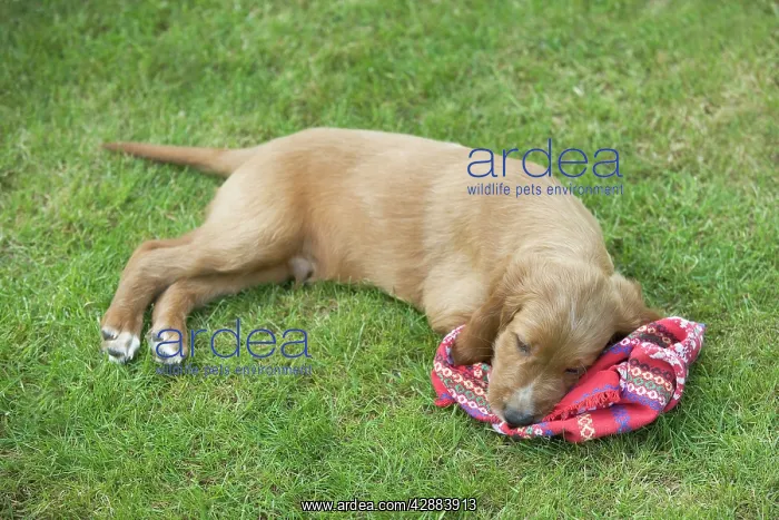 : Irish / Red Setter - puppy tired / asleep after playing : Irish / Red Setter - puppy tired / asleep after playing