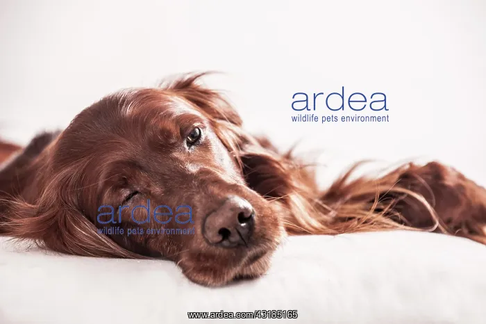  : Irish Red Setter relaxing on a pillow