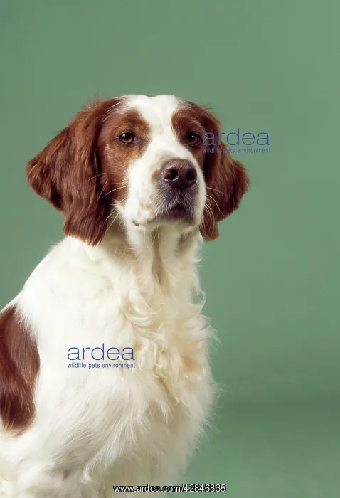 : Irish Red & White Setter Dog : Irish Red & White Setter Dog