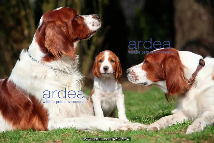 : Irish Red and White Setter, dog family, Austria : Irish Red and White Setter, dog family, Austria