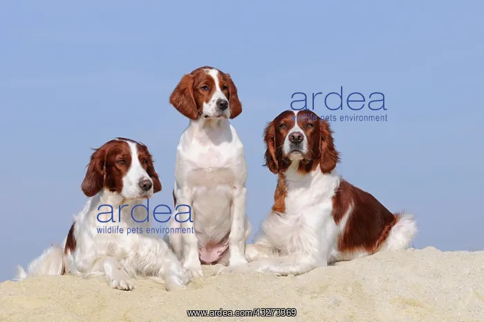 : Irish Red and White Setter, male, female and puppy : Irish Red and White Setter, male, female and puppy