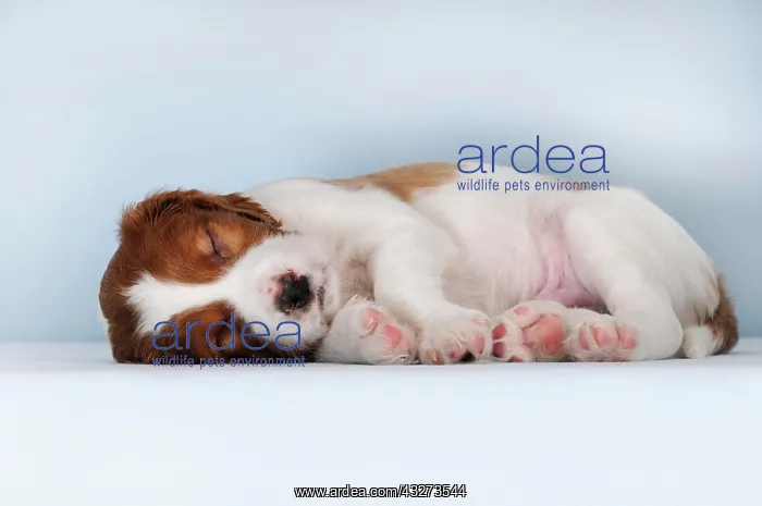 : Irish Red and White Setter, puppy 8 weeks, sleeping : Irish Red and White Setter, puppy 8 weeks, sleeping