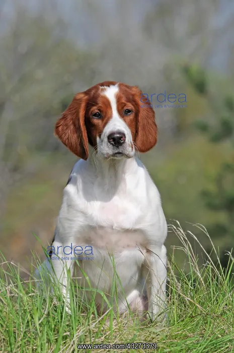 : Irish Red and White Setter, puppy sitting in meadow : Irish Red and White Setter, puppy sitting in meadow