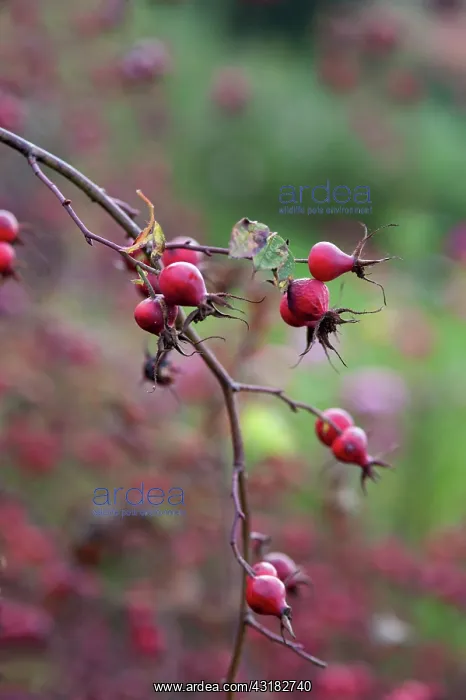 : Irish rose. Rosa canina x pimpinellifolia, Several : Irish rose. Rosa canina x pimpinellifolia, Several