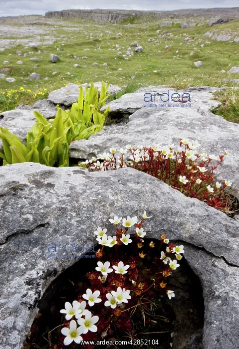: Irish Saxifrage - on limestone pavement, with Hart's : Irish Saxifrage - on limestone pavement, with Hart's