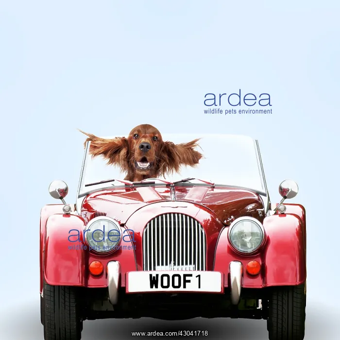  : Irish setter Dog driving car, ears splayed
