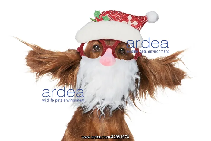 : Irish Setter Dog, head and shoulders ears splayed : Irish Setter Dog, head and shoulders ears splayed